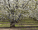 Orchard Blossom 151